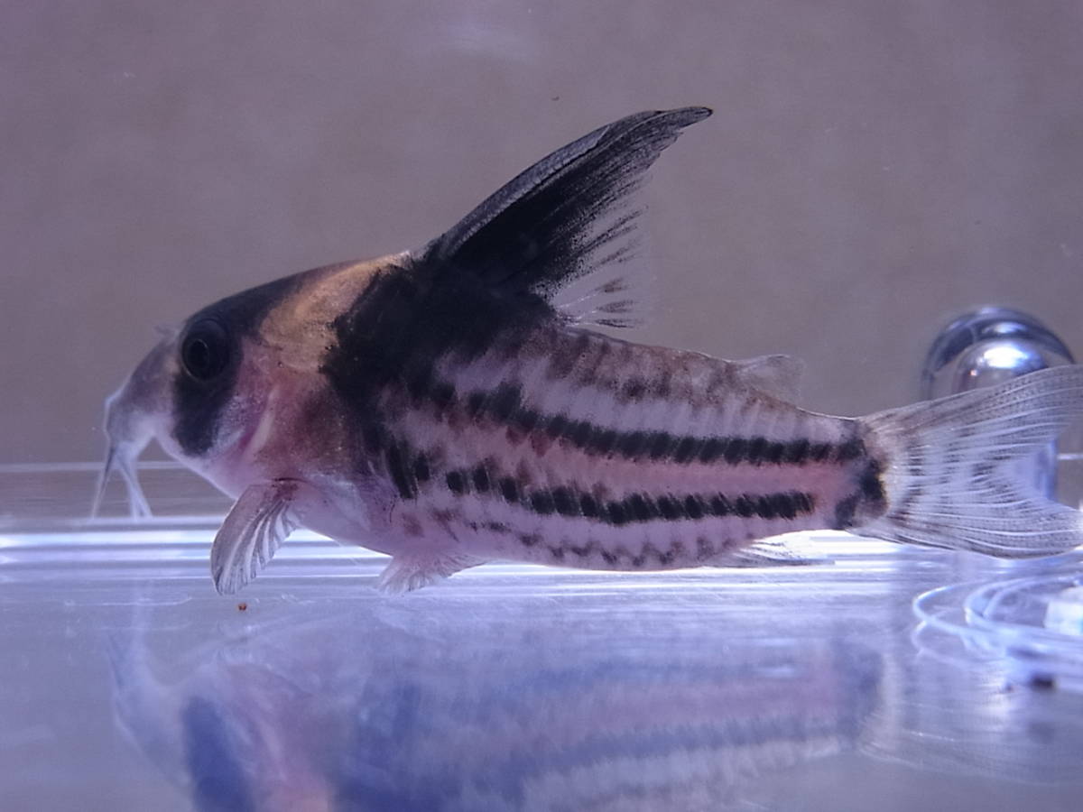 コリドラス　コルレア　ブリード個体3匹　ハイフィンブラック多め　日曜日発送