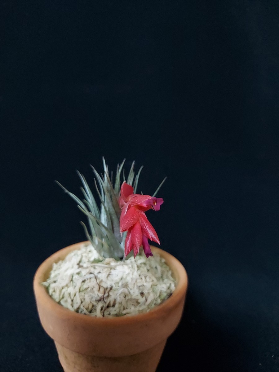 Bromeliads in Australia - Tillandsia kautskyi (Large Form