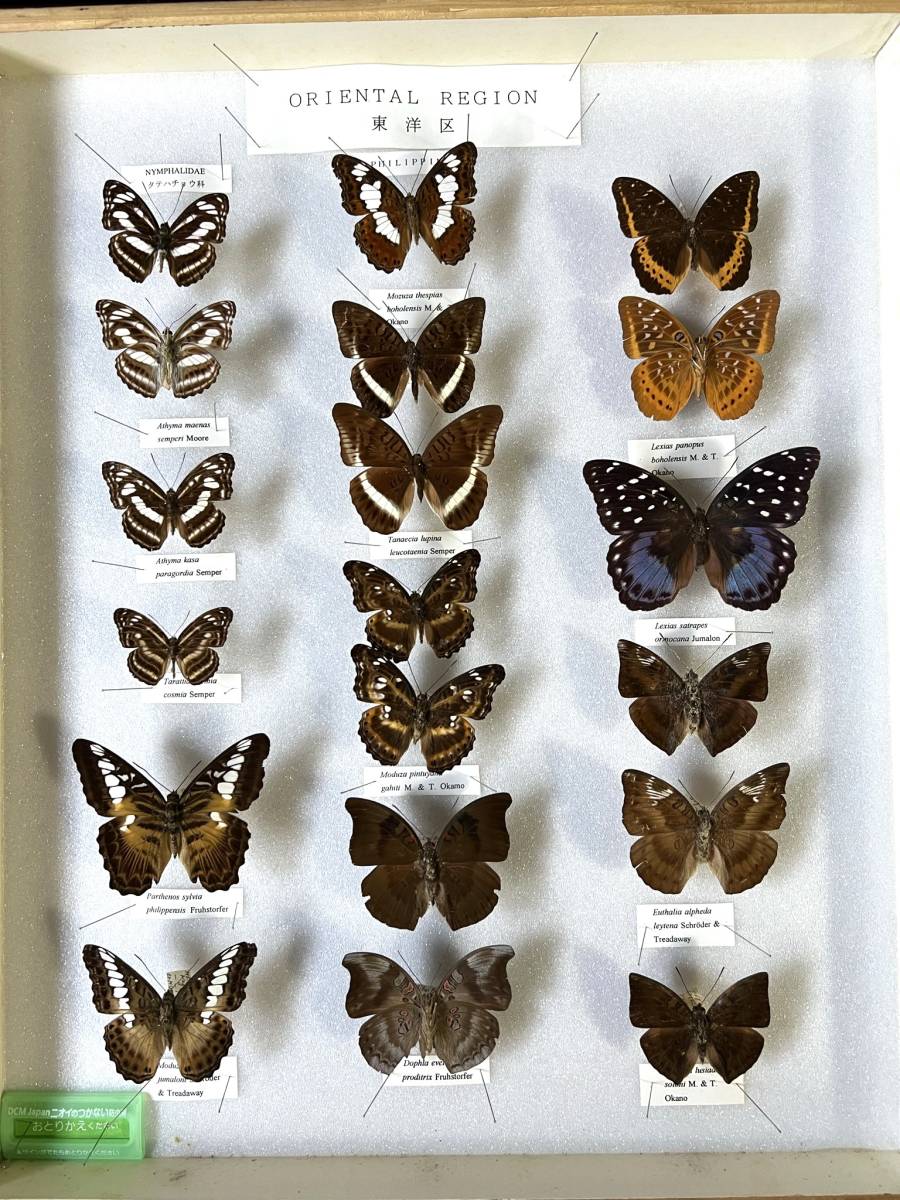 サ*ヤ様 キプリスモルフォ蝶 コロンビア 標本 額縁入り キプリス