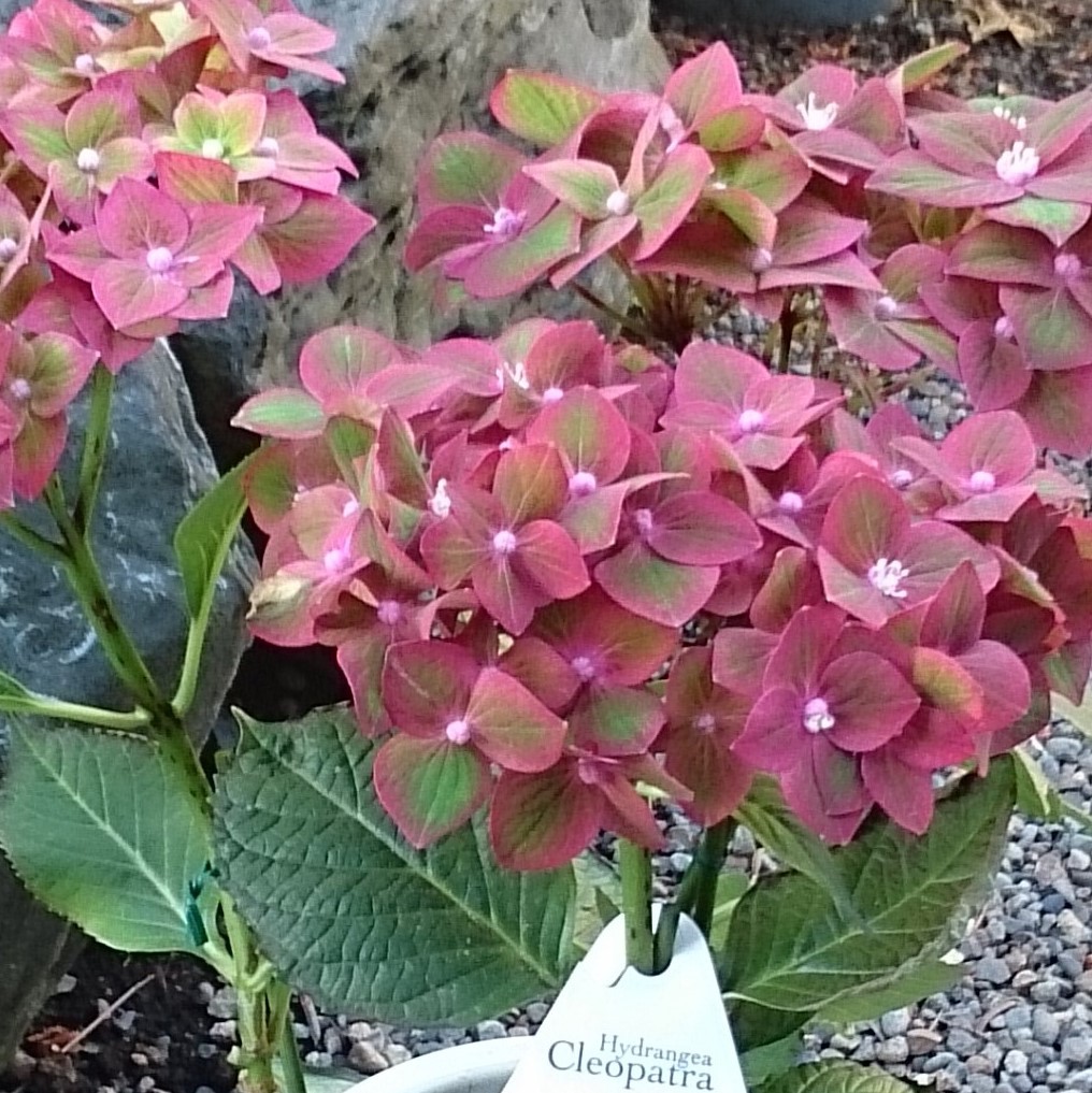 ★人気アジサイの苗　『クレオパトラ』　剪定済みの育成用、正規ラベル付き、6号鉢★