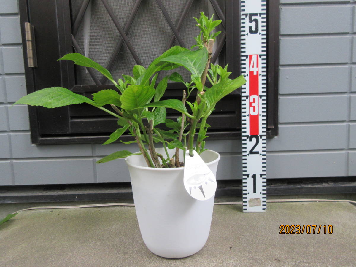 ★人気アジサイの苗　『クレオパトラ』　剪定済みの育成用、正規ラベル付き、6号鉢★