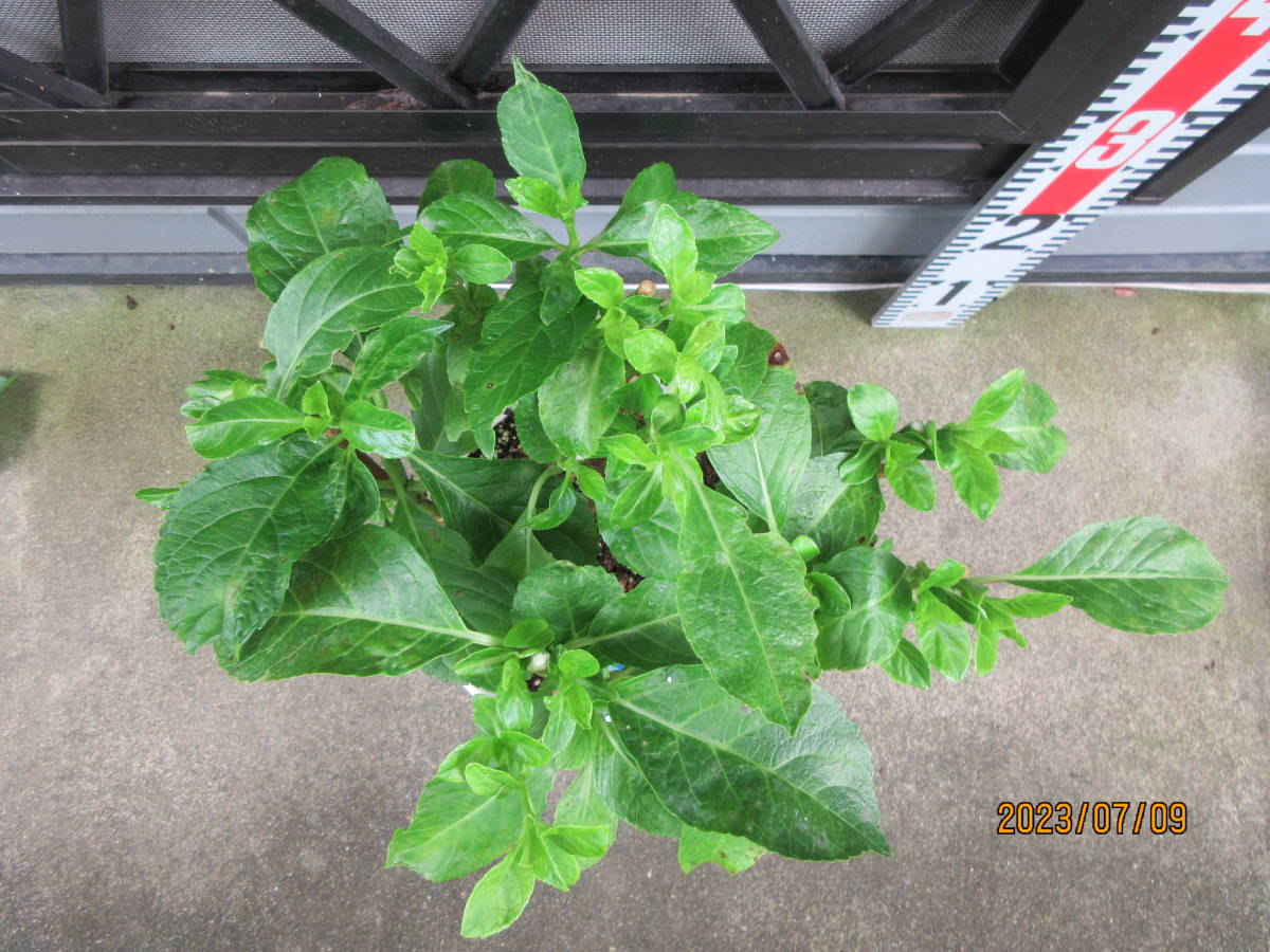 ★人気アジサイの苗　『クレオパトラ』　剪定済みの育成用、正規ラベル付き、6号鉢★