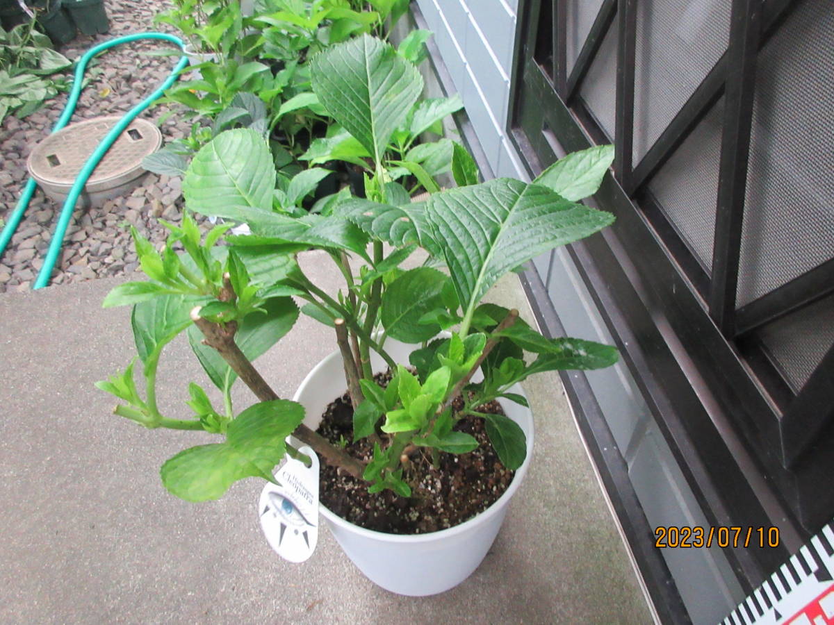 ★人気アジサイの苗　『クレオパトラ』　剪定済みの育成用、正規ラベル付き、6号鉢★