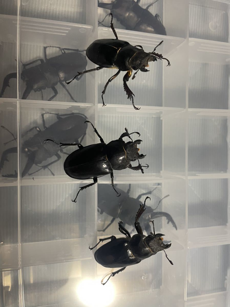 北海道産ミヤマクワガタ特大　メス　3匹　45mm越え_1