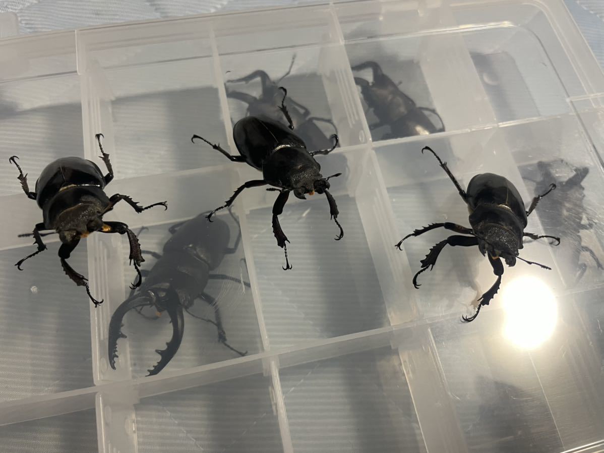 北海道産ミヤマクワガタ特大　メス　3匹　45mm越え_2