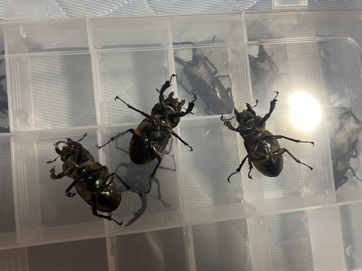 北海道産ミヤマクワガタ特大　メス　3匹　45mm越え_3