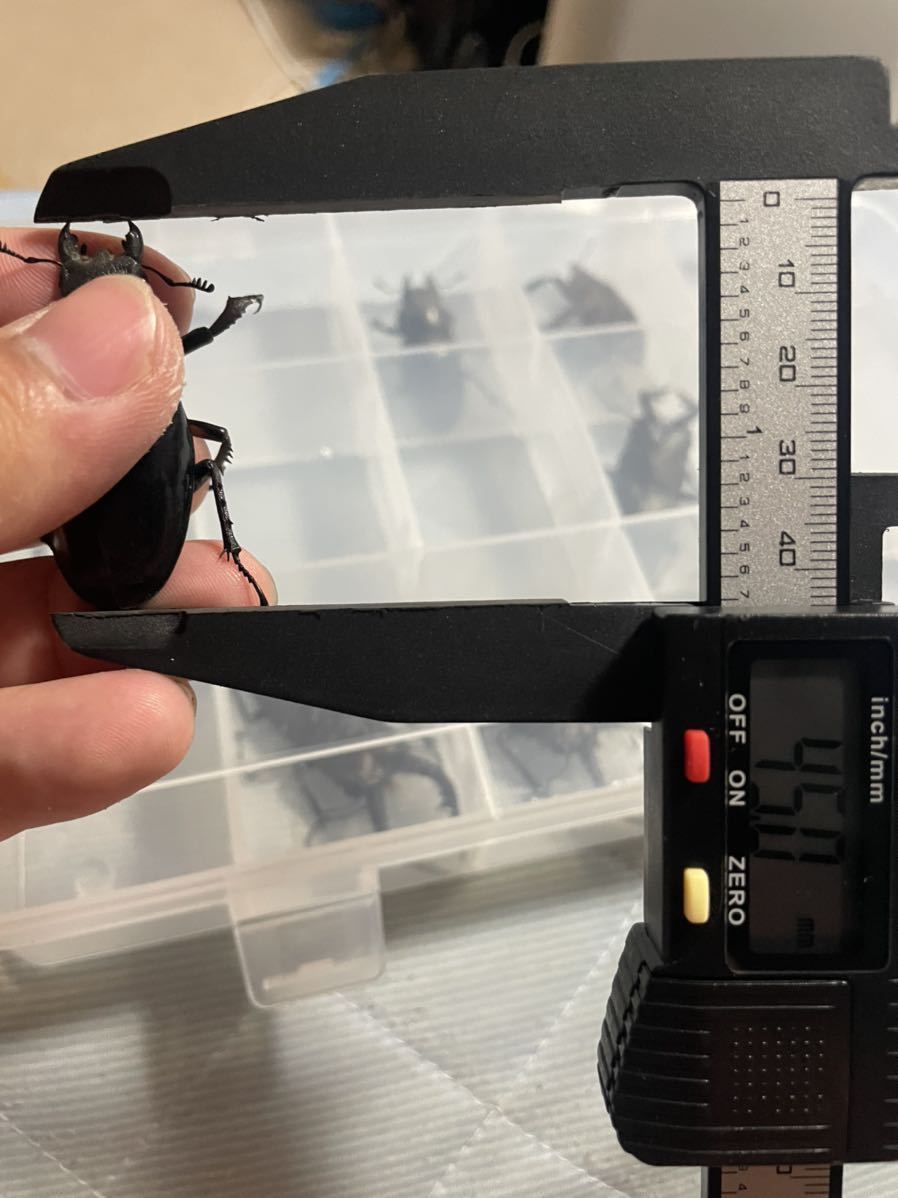 北海道産ミヤマクワガタ特大　メス　3匹　45mm越え_4