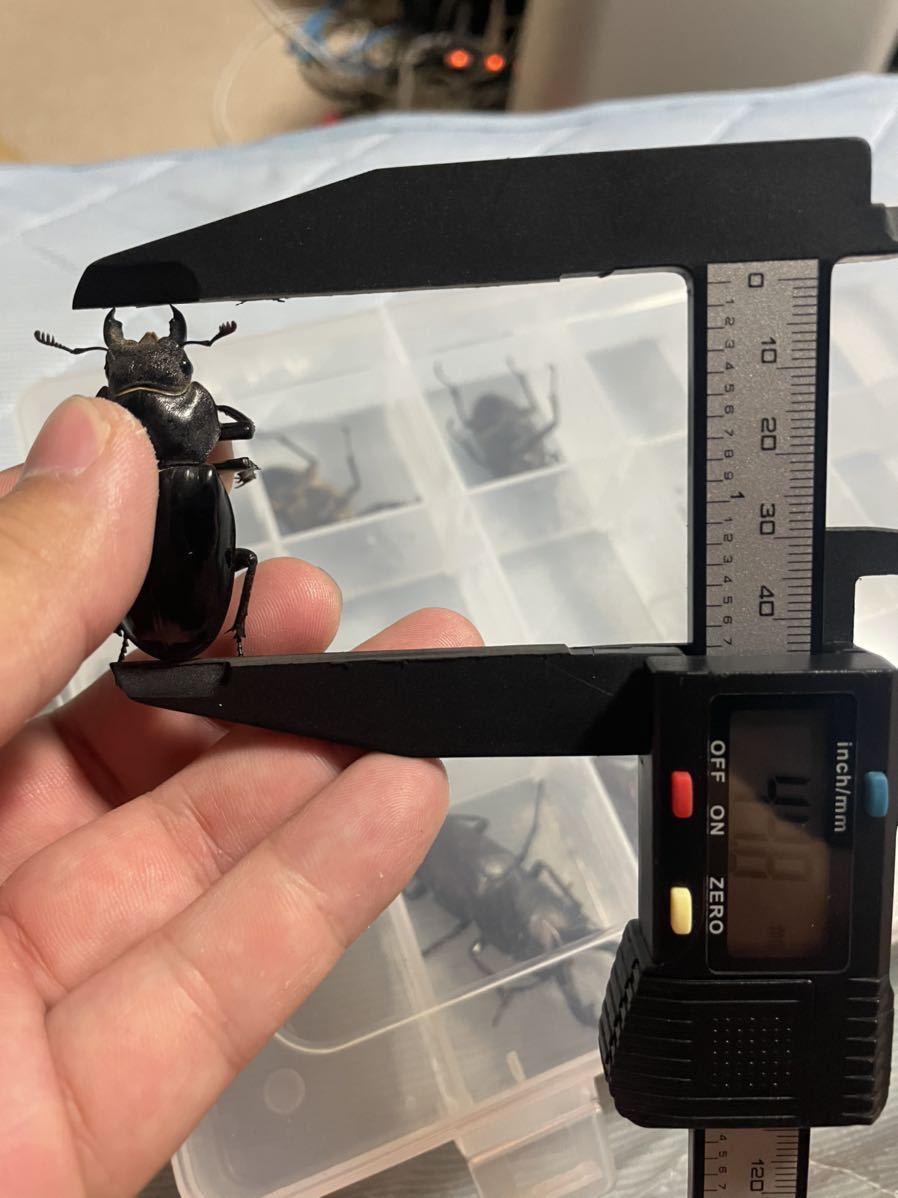 北海道産ミヤマクワガタ特大　メス　3匹　45mm越え_5