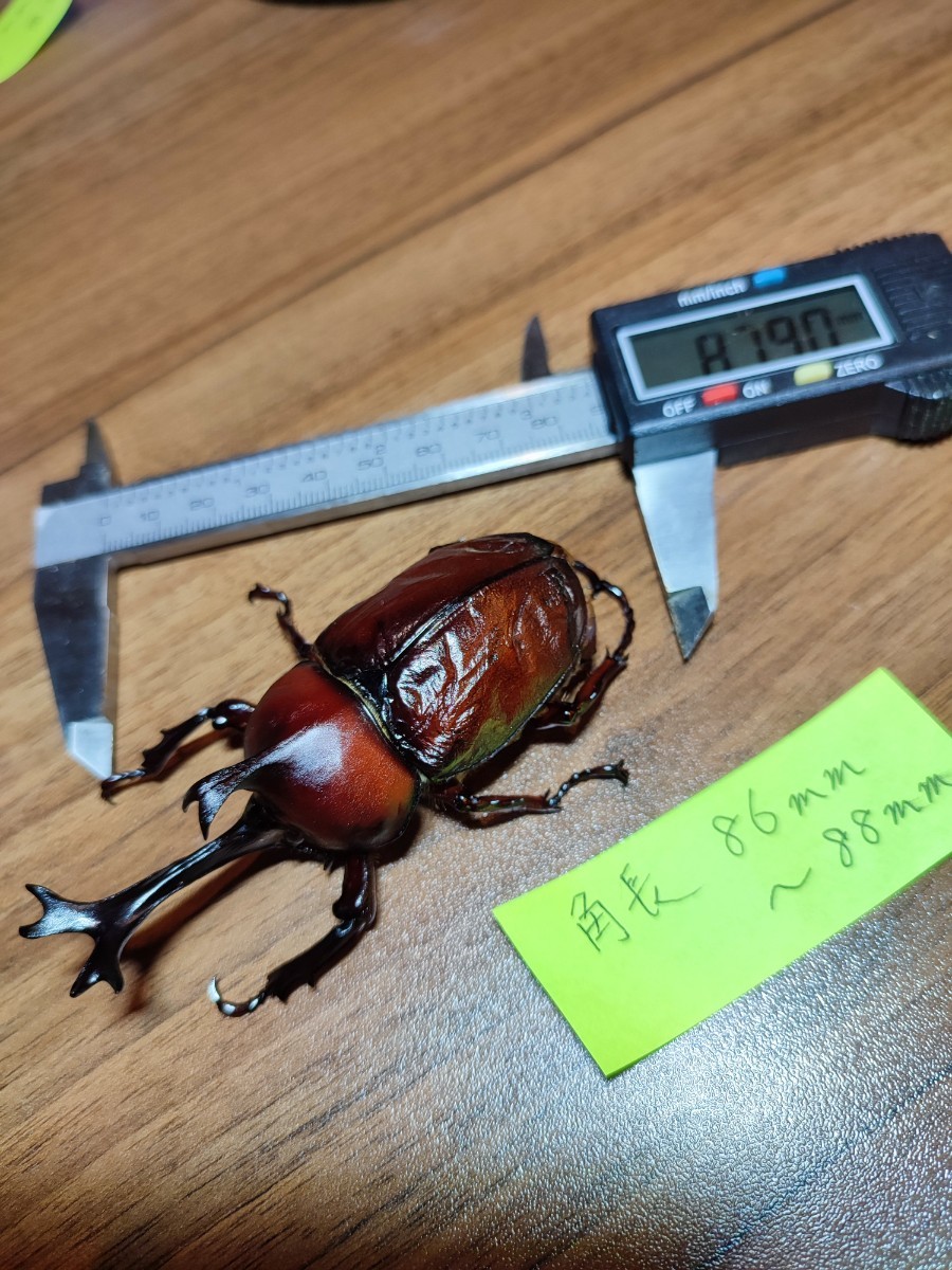 【訳あり品】大型カブトムシ標本6種 訳あり 86〜88mm 特大 国産カブトムシ 大型 6月羽化 オスメスセット