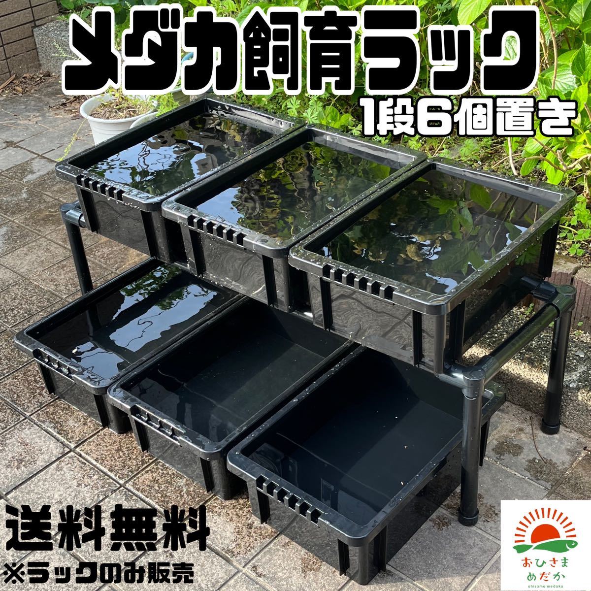  メダカ飼育黒ラック 1段6個置き めだか飼育棚 容器棚 めだか容器産卵撮影ビオトープゾウリムシPSBミジンコ培養針子にどうぞ(その他)｜売買されたオークション情報、yahooの商品情報をアーカ その他
