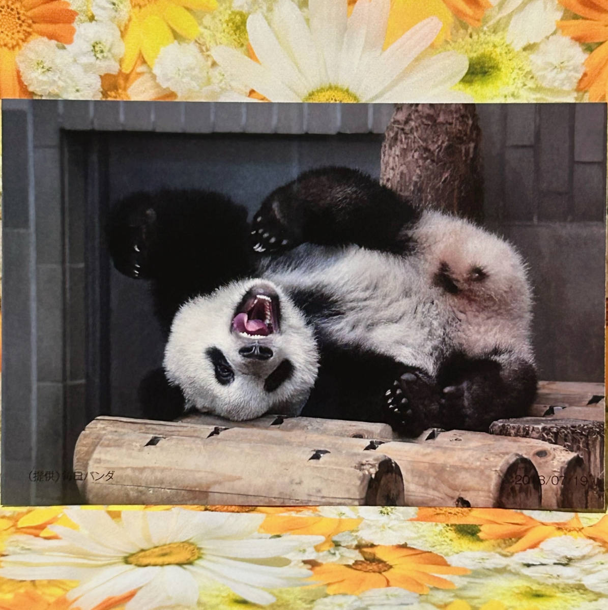 ＜新品♪＞【920日 シャンシャン ポストカード】松坂屋 上野（非売品） 2018/07/19 ／ 毎日パンダ・上野動物園・ジャイアントパンダ・香香