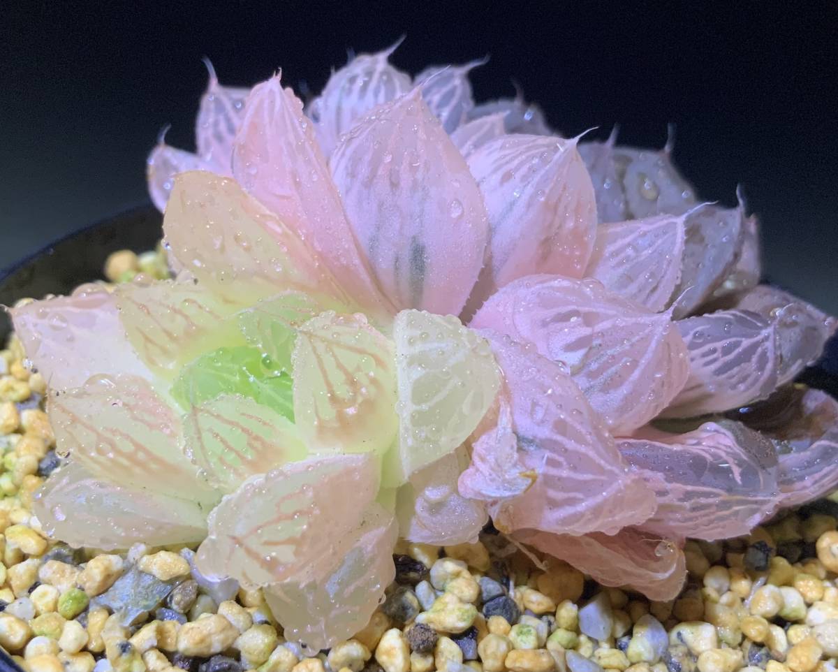 多肉植物 ハオルチア オブツーサ錦 ピンク色 65mm. No,D(サボテン