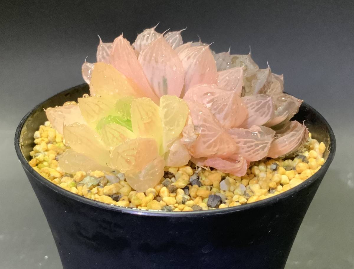 多肉植物 ハオルチア オブツーサ錦 ピンク色 65mm. No,D(サボテン