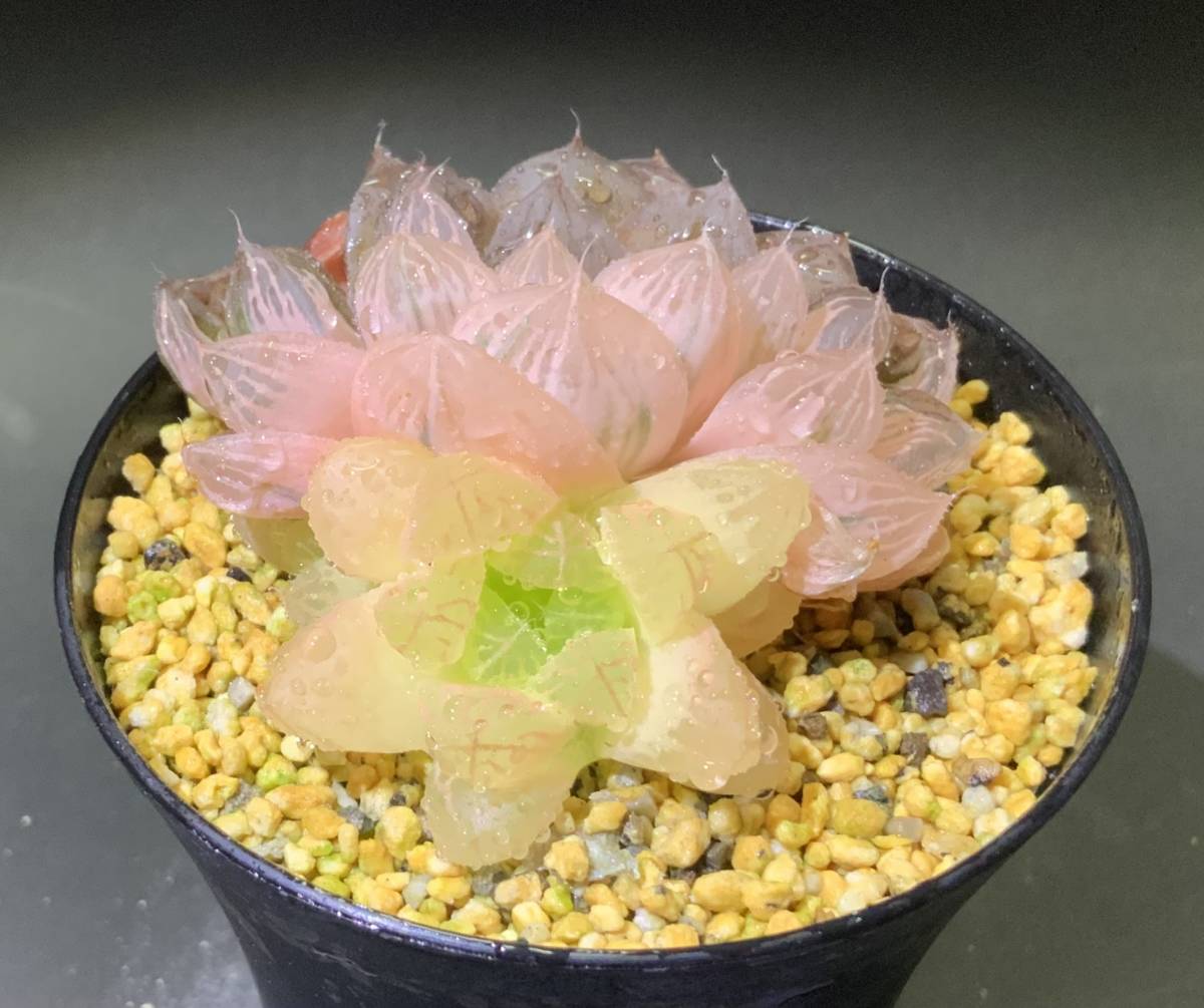 多肉植物 ハオルチア オブツーサ錦 ピンク色 65mm. No,D(サボテン