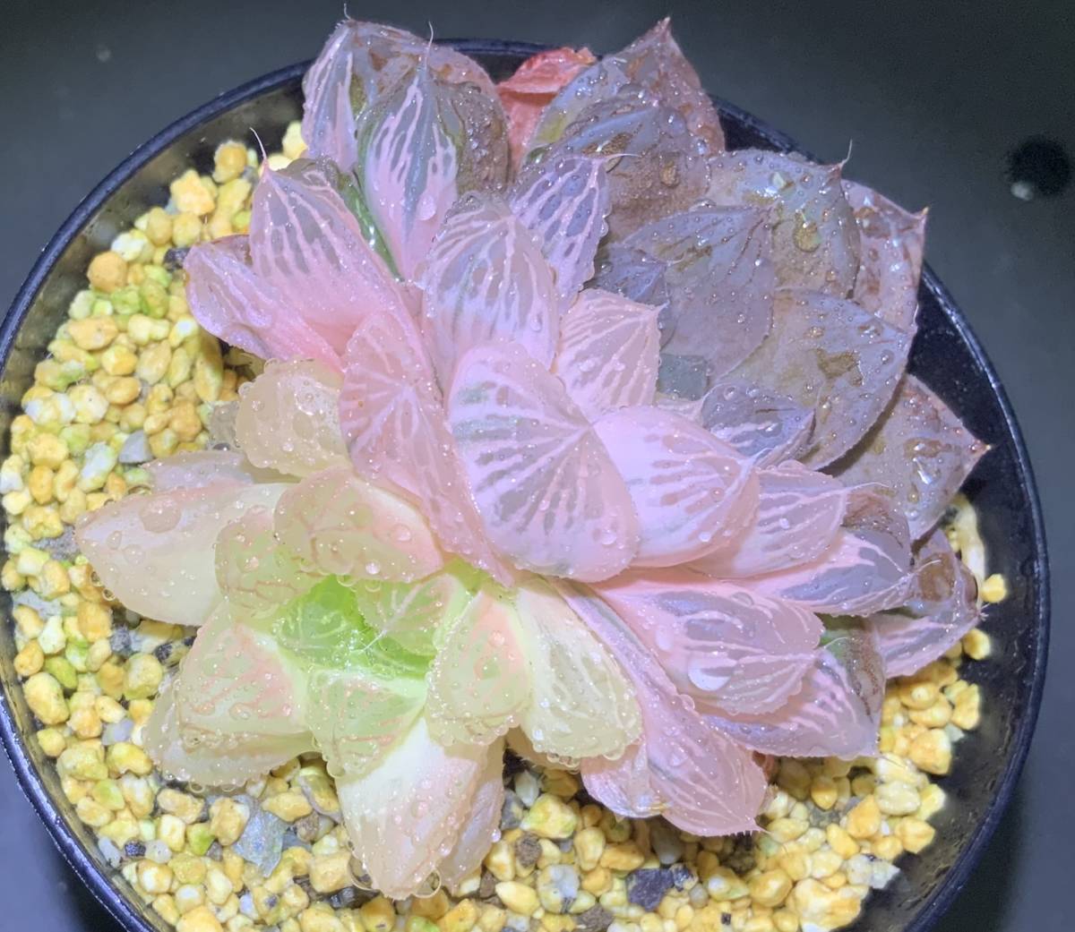 多肉植物 ハオルチア オブツーサ錦 ピンク色 65mm. No,D(サボテン