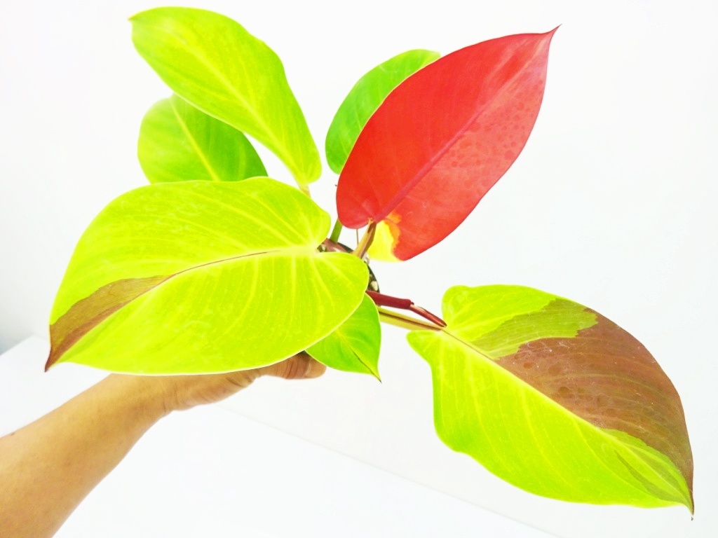 東京646フィロデンドロン イエローフレーム（レッドムーン）特美株