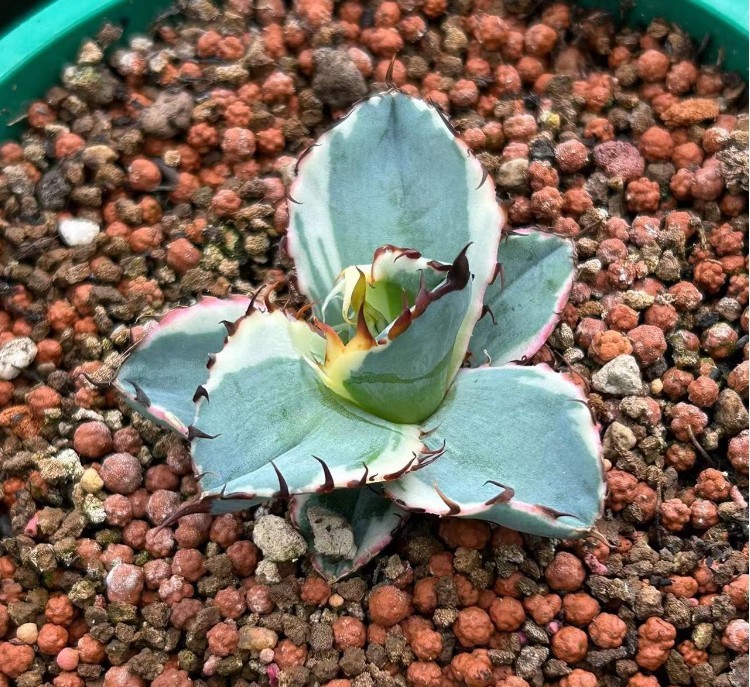 54J アガベ チタノタ BB錦 白覆輪斑 ブラックアンドブルー錦 白覆輪斑 鮮明