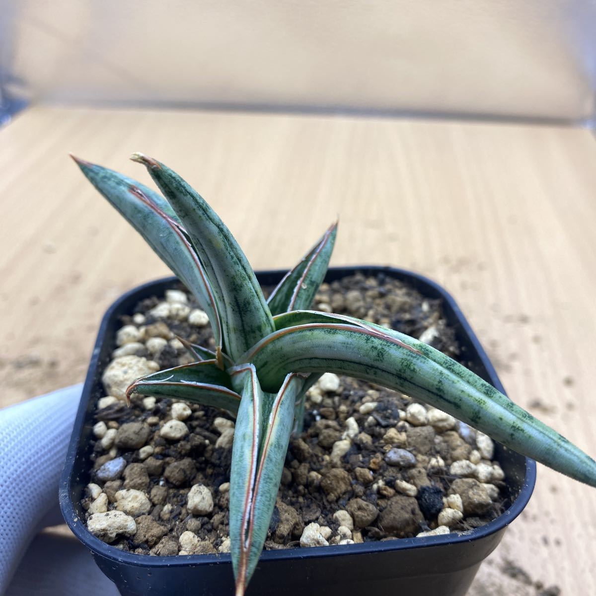 サンスベリア ブルークローン 斑入り SANSEVIERIA BLUE CLONE