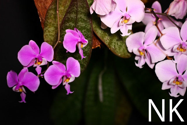 NK】特選交配(5) Phal.schilleriana f.purpurea 実生苗 【洋蘭 原種