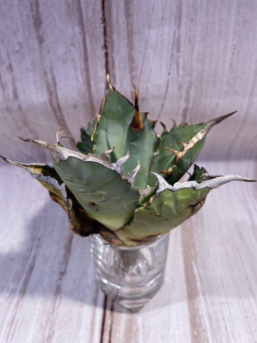 14 特選 アガベ オアハカ オテロイ Agave Oaxaca oteroi 現地株 14 特選 アガベ オアハカ オテロイ Agave Oaxaca oteroi 現地株