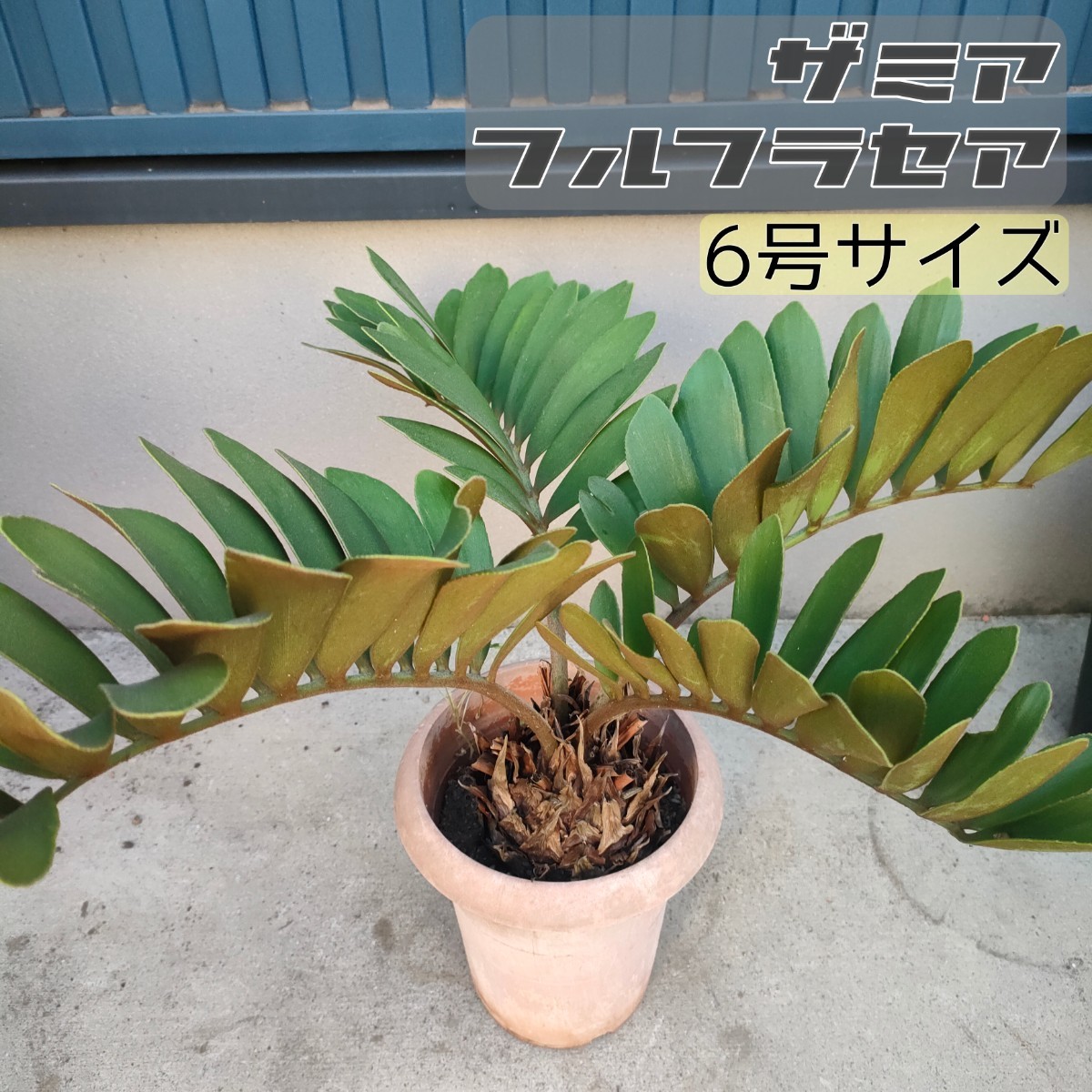 ザミア フルフラセア 蘇鉄 サイカス ソテツ メキシコソテツ