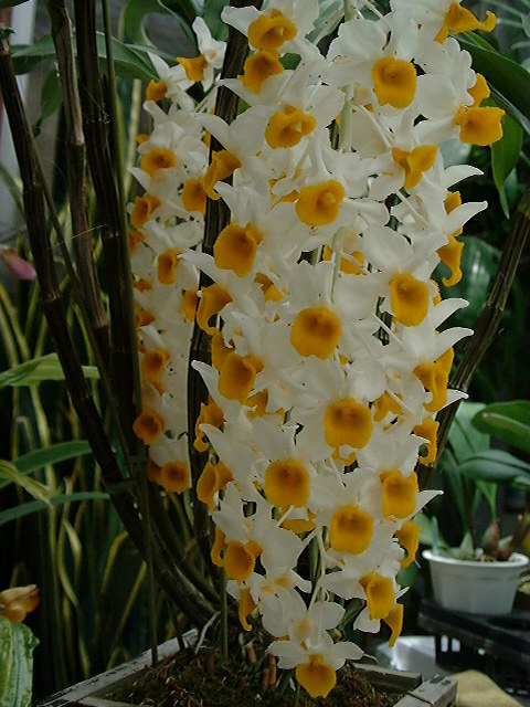 Den.thyrsiflorum