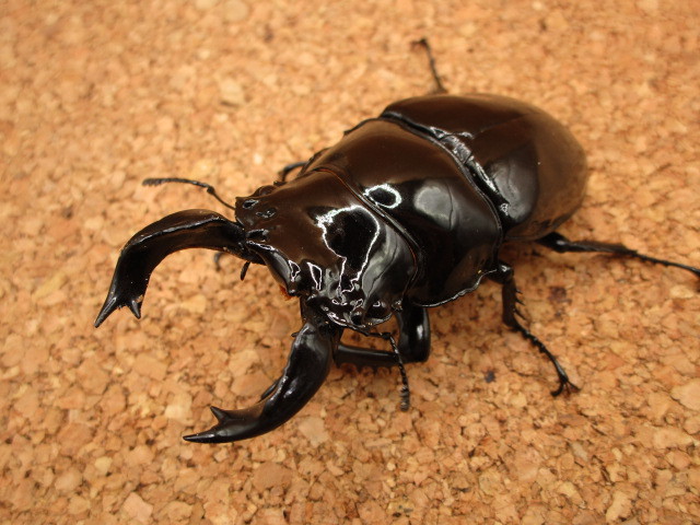 タランドゥスオオツヤクワガタ　♂８４mm ♀５３ｍm ペア【Garage疾風】