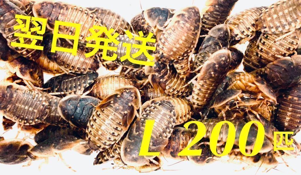L200匹　デュビアLサイズ(3cm〜成虫未満) 200匹+補償10% アロワナ 爬虫類 トカゲ ヤモリ 両生類 カエル などの餌_1