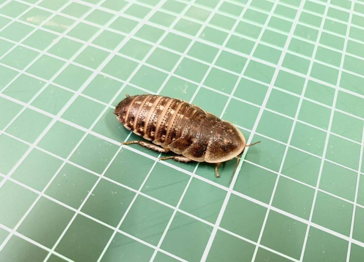 L200匹　デュビアLサイズ(3cm〜成虫未満) 200匹+補償10% アロワナ 爬虫類 トカゲ ヤモリ 両生類 カエル などの餌_2