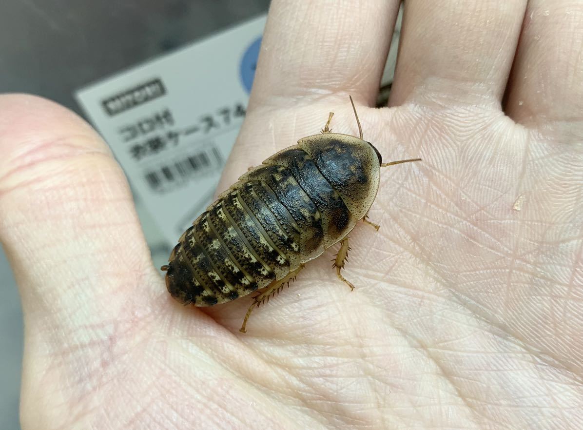 L200匹　デュビアLサイズ(3cm〜成虫未満) 200匹+補償10% アロワナ 爬虫類 トカゲ ヤモリ 両生類 カエル などの餌_3