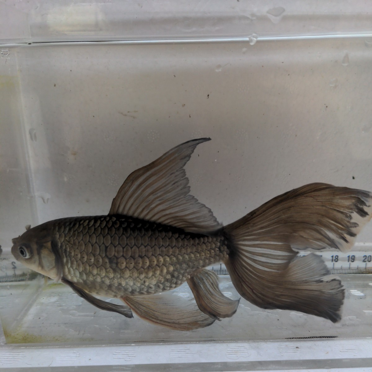 金曜日発送（28日）【宮城鉄魚飼育研究会】錆鉄魚（大）④極上　羽衣　メスのよう　17センチくらい