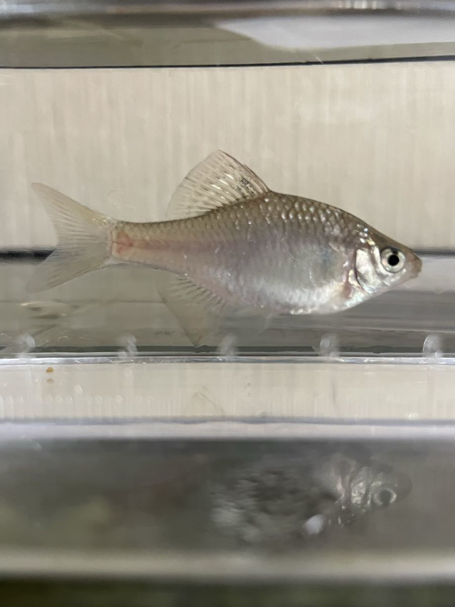 タナゴの世界 藍石台タナゴ1ペア、黄腹タナゴ1ペア | AQUALASSIC