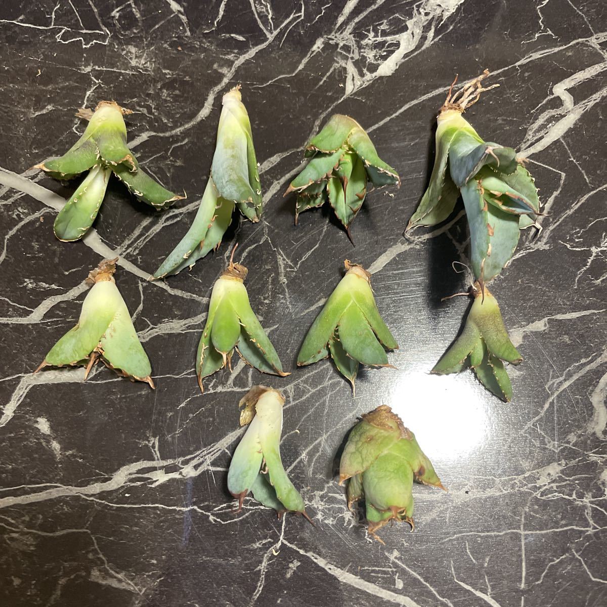 チタノタ　フィリグリーデビル　10株セットno'3