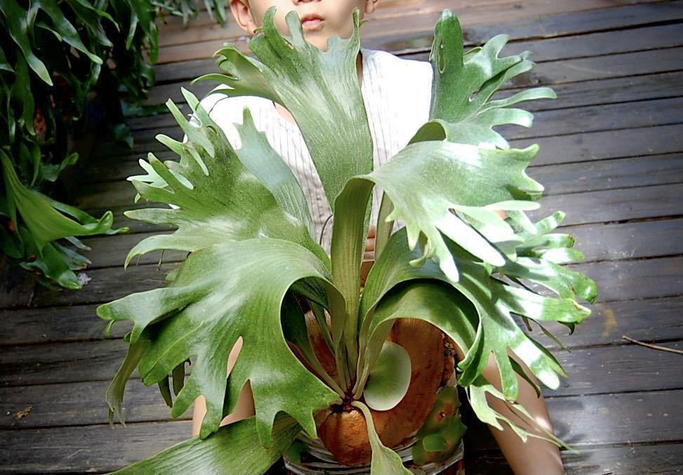 数量限定，正規品 オススメ NOKOGIRI 短葉ギザギザ系 Platycerium ビカクシダ コウモリラン(ビカクシダ、コウモリラン)｜売買されたオークション情報、yahooの商品情報をアーカイブ公開 - オークファン ビカクシダ、コウモリラン