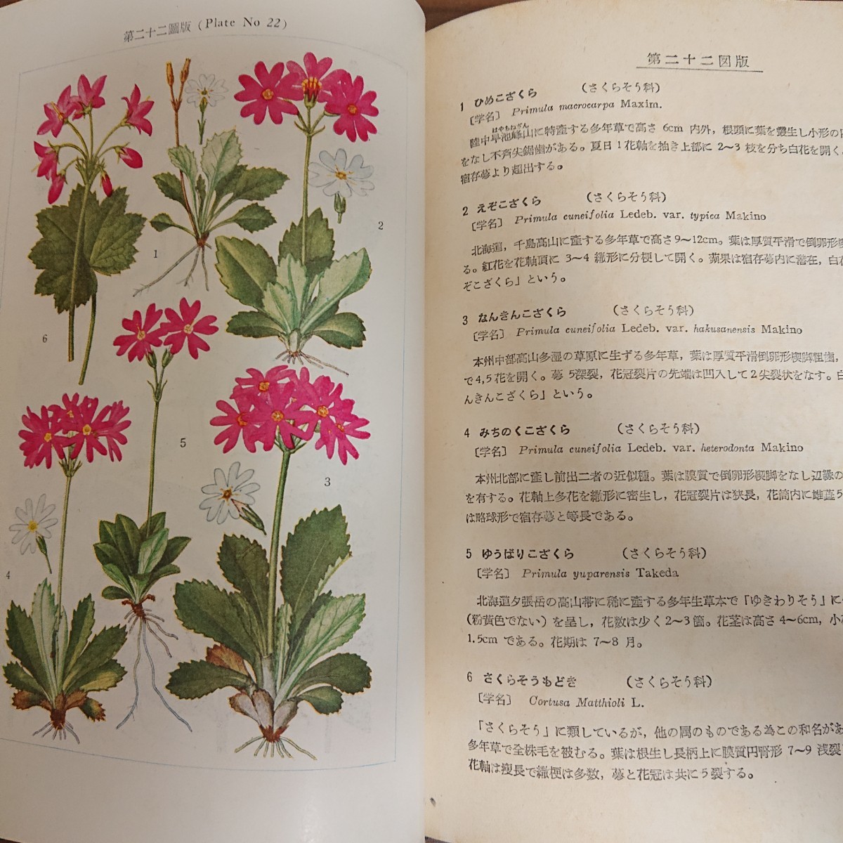 原色 日本高山植物図譜 牧野富太郎 著 / 誠文堂新光社 / 昭和28年発行