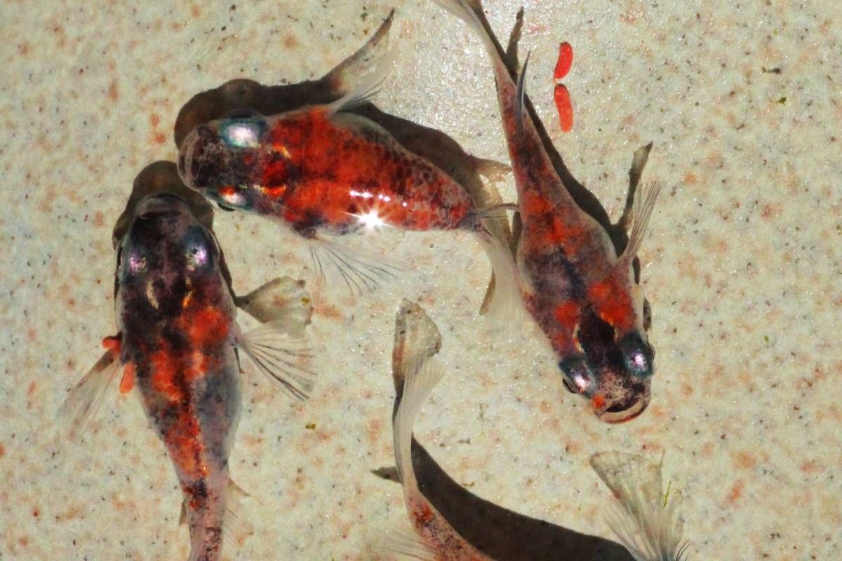 ☆最強三色ダルマ☆極上[雲州三色ダルマ」メダカの有精卵20個＋5個 