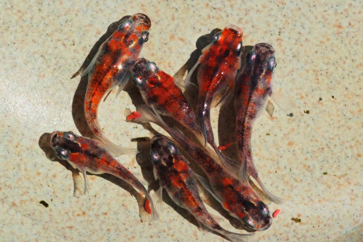 ☆最強三色ダルマ☆極上[雲州三色ダルマ」メダカの有精卵20個＋5個 
