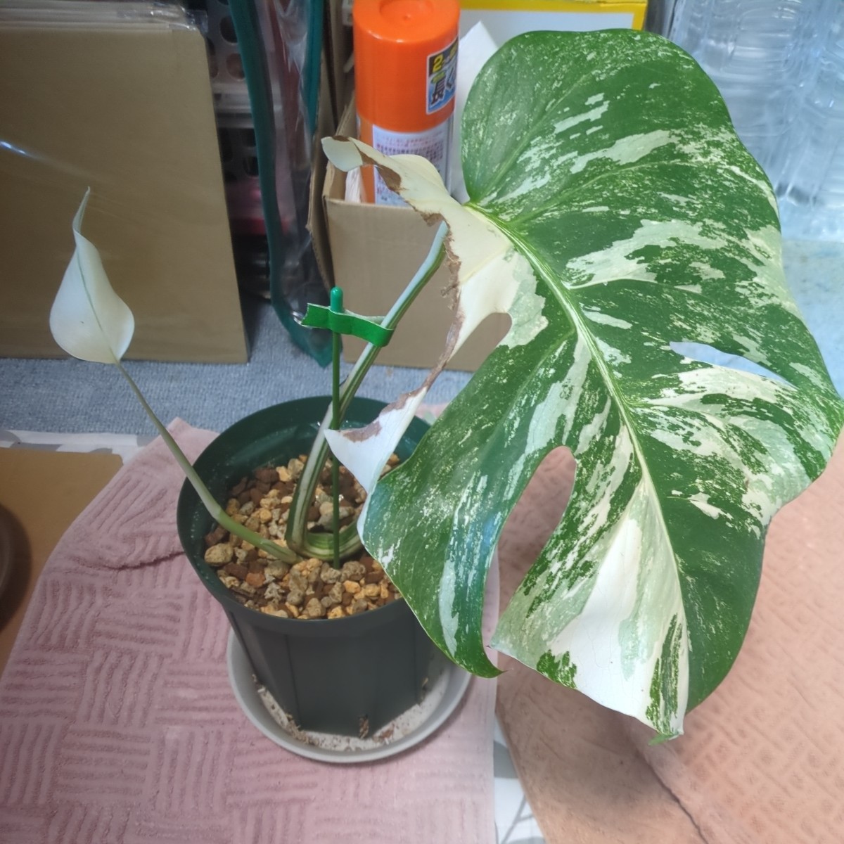 斑入 モンステラ ボルシギアナ ホワイトタイガーカット苗 鉢植え 新葉展開中