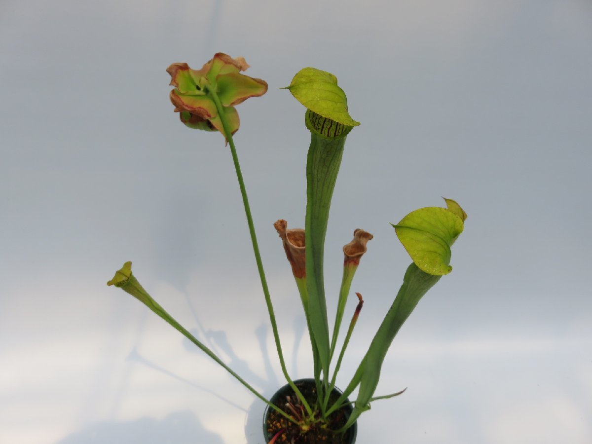S.alata HFC No.10 4号【現品限り】サラセニア 食虫植物_13412(観葉 
