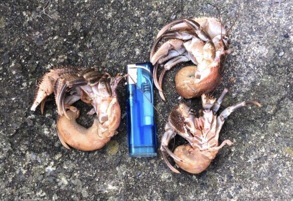 ヤドカリ冷凍 Ｍサイズ 3パックセット 釣り餌 送料全国一律