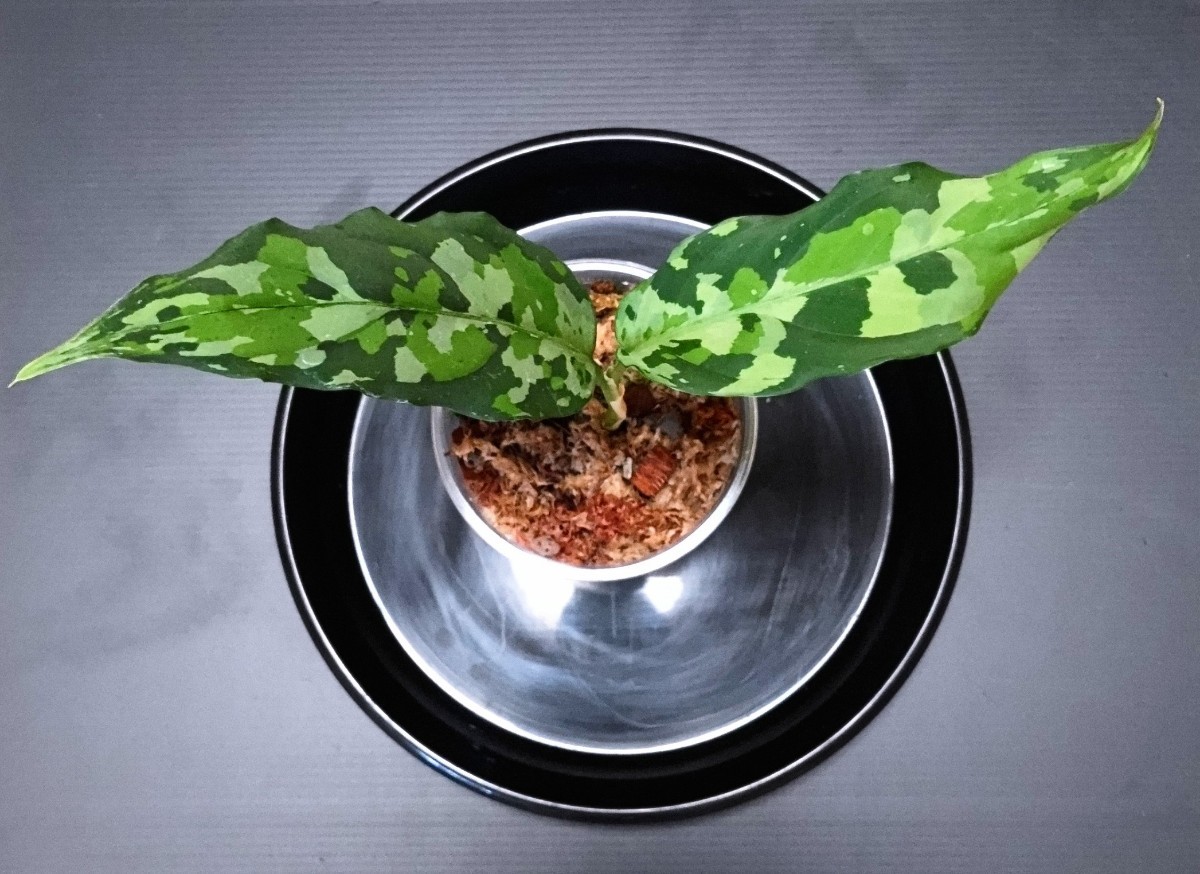 少し大きめ【LA便】②アグラオネマピクタム Aglaonema pictum Aceh