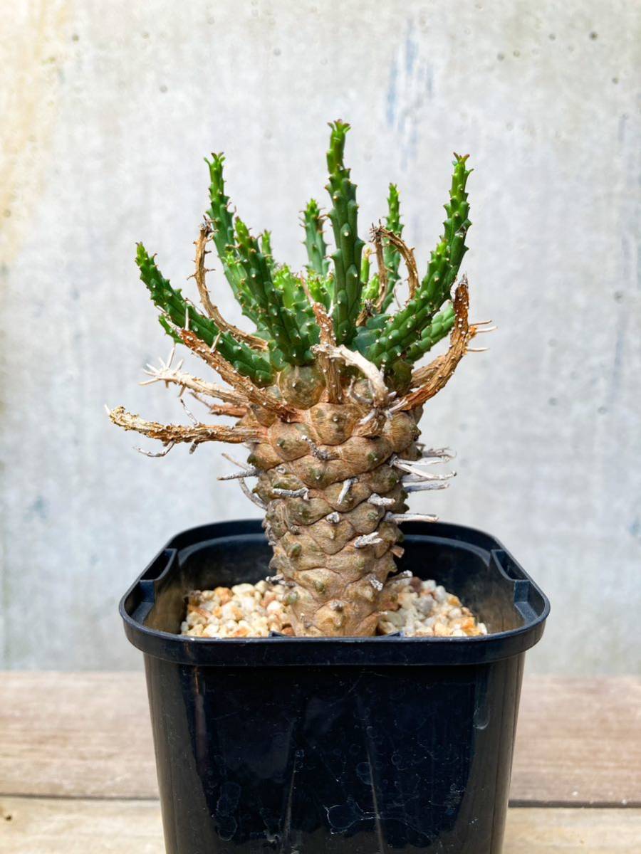 Euphorbia gamkensis E284【良型】 ユーフォルビア ガムケンシス