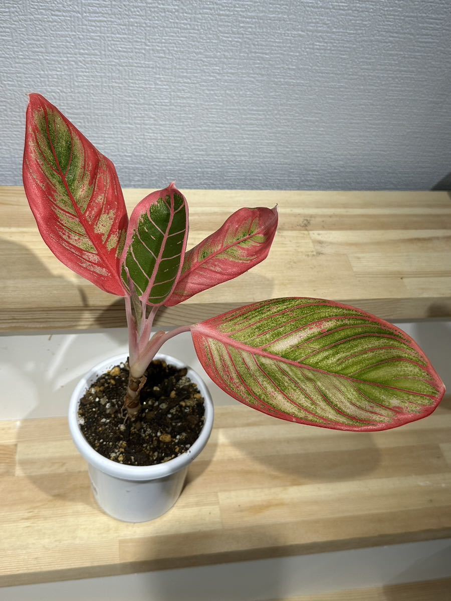 アグラオネマ Lotus ロータス Aglaonema ディライト ⁄ ロータス