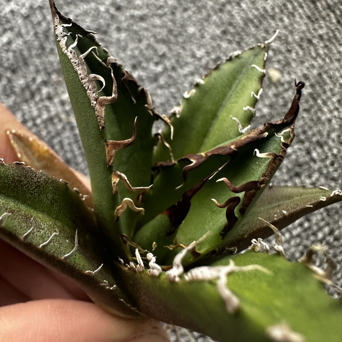 パンダ園芸】A33 アガベ 多肉植物 チタノタ シーザー 凱撒 優良血統超