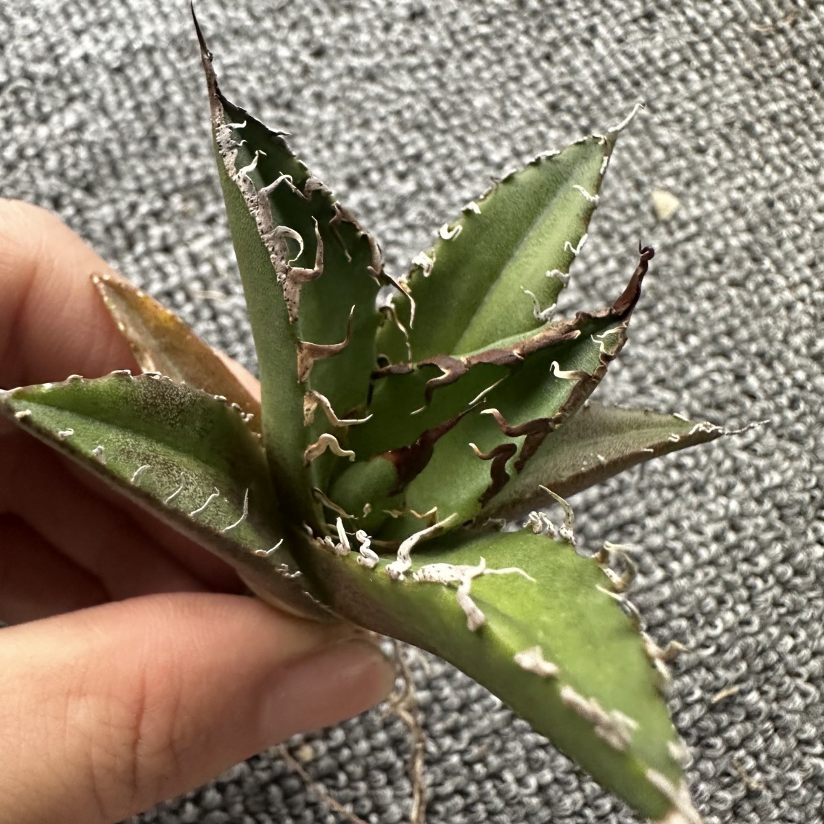 パンダ園芸】A33 アガベ 多肉植物 チタノタ シーザー 凱撒 優良血統超