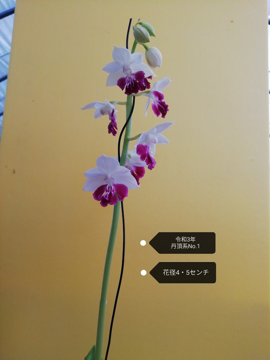 颯　お盆お楽しみ　No.1丹頂×美ら海　小苗４本　６０（えびね・エビネ・春蘭・寒蘭・山野草 )