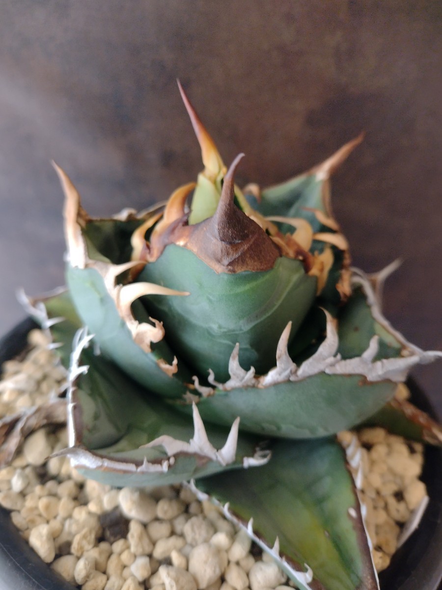 AGAVE TITANOTA ゴジラ】アガベ チタノタ 子株 OSP株(アガベ)｜売買