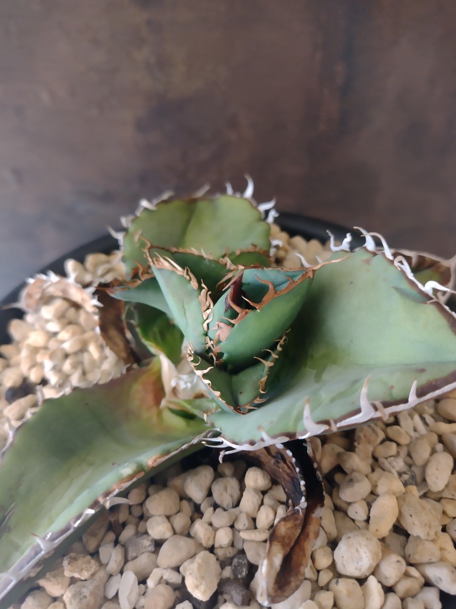 AGAVE TITANOTA ゴジラ】アガベ チタノタ 子株 OSP株(アガベ)｜売買
