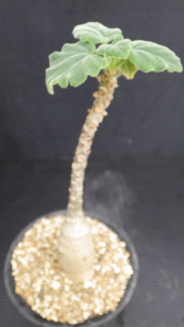 美株】ウンカリーナ ルーズリアナ シャンプーの木 実生 塊根植物 多肉