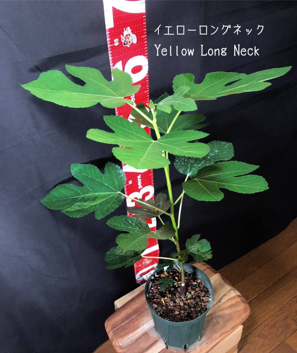 イチジク苗木 Yellow Long Neck